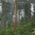 Image Gallery of Jagates Mist