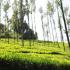 Image Gallery of Kalgreen Valley Resort
