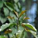 Image Gallery of Nirvana Kuteera