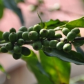 Image Gallery of Nirvana Kuteera