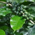 Image Gallery of Nirvana Kuteera