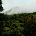 Image Gallery of Forest Homestay