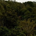 Image Gallery of Forest Homestay