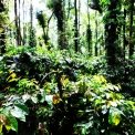 Image Gallery of Forest Homestay