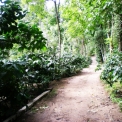 Image Gallery of Forest Homestay