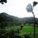 Image Gallery of Forest Homestay