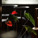 Image Gallery of Forest Edge Resort