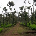 Image Gallery of Nyrit Villa Homestay