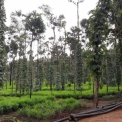Image Gallery of Nyrit Villa Homestay