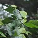 Image Gallery of Coffee Aroma Homestay