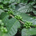 Image Gallery of Coffee Aroma