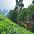 Image Gallery of Vythiri Village Resort