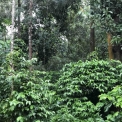 Image Gallery of Triwoods Plantation Stay