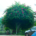 Image Gallery of Lara Homestay