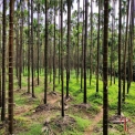 Image Gallery of Hingaara Homestay