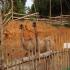 Image Gallery of Camp Coorg Homestay