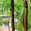 Image Gallery of Parampara Resort