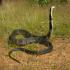 Image Gallery of Adventure in Agumbe