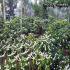 Image Gallery of Misty Woods Resort