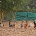 Image Gallery of Vruksha Homestay