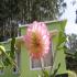 Image Gallery of Rose Dale Homestay