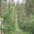 Image Gallery of Eka Resort