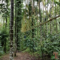 Image Gallery of Muudana Mane Homestay