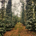 Image Gallery of Green Inn Homestay