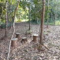 Image Gallery of Balagatte Estate Homestay