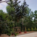 Image Gallery of Balagatte Estate Homestay