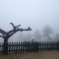 Image Gallery of Nesting Grounds
