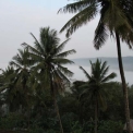Image Gallery of Nesting Grounds