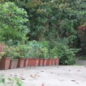 Image Gallery of Nesting Grounds