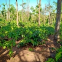 Image Gallery of Cardamom Grove Homestay