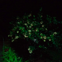 Image Gallery of Cardamom Grove Homestay