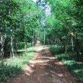 Image Gallery of Devigiri Estate Homestay