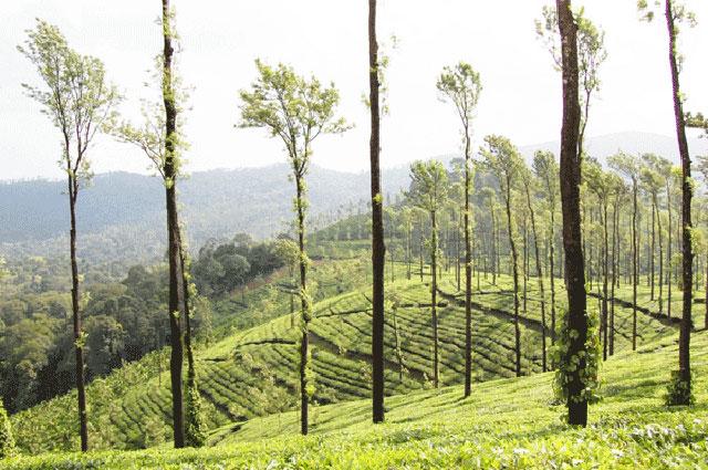Kalgreen Valley Resort photo 42