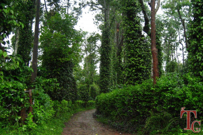 Coffee Retreat Homestay photo 15