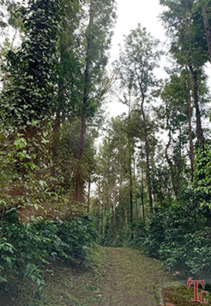 Sunbird Homestay photo 23