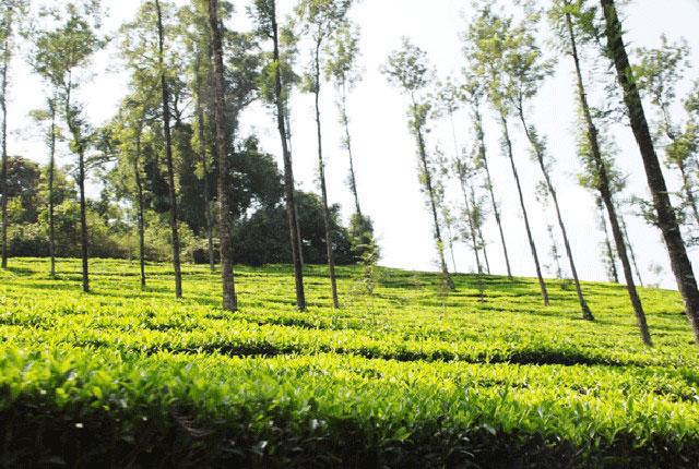 Kalgreen Valley Resort photo 52