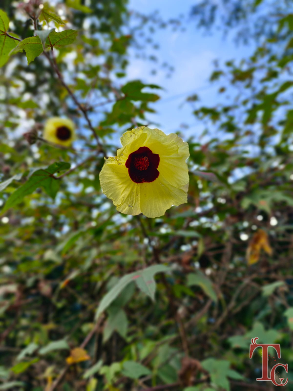 Haranamakki Horanadu Stay photo 5