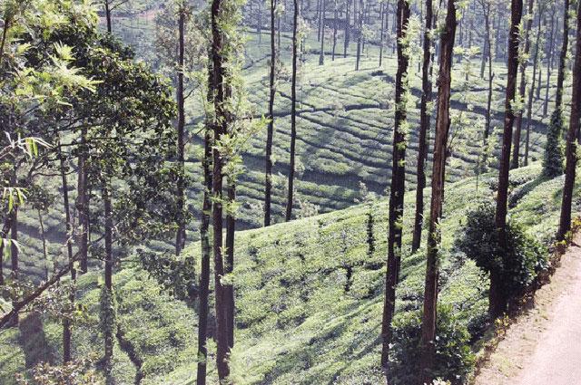 Kalgreen Valley Resort photo 55