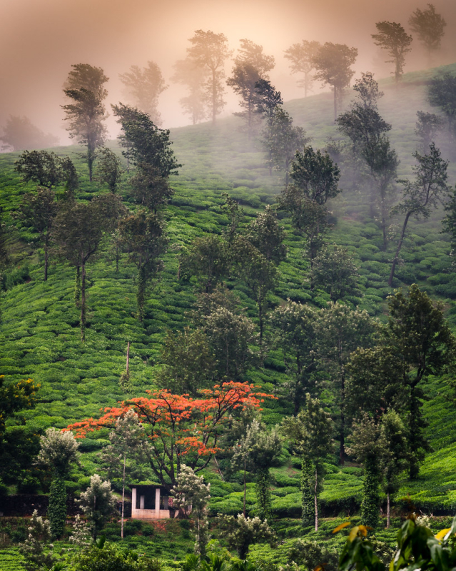 Vanaba Hillview Homestay photo 23