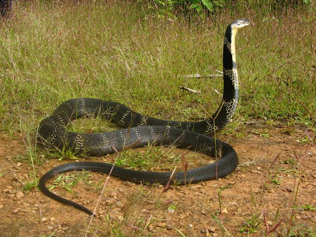 Adventure in Agumbe photo 9