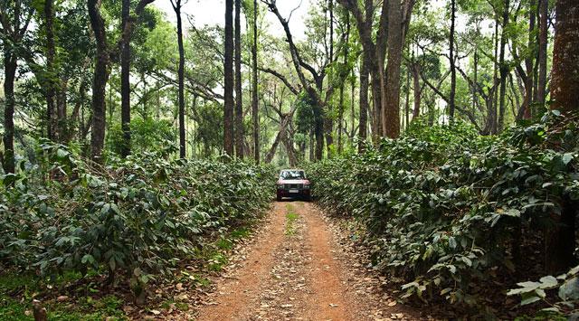 Coffee County Chikmagalur photo 23