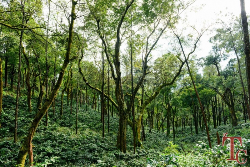 Nature Nirvana Homestay photo 6