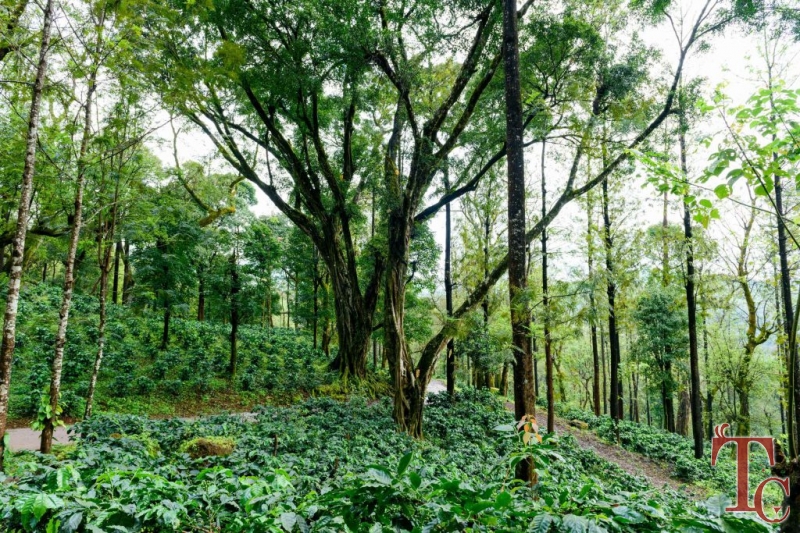 Nature Nirvana Homestay photo 10