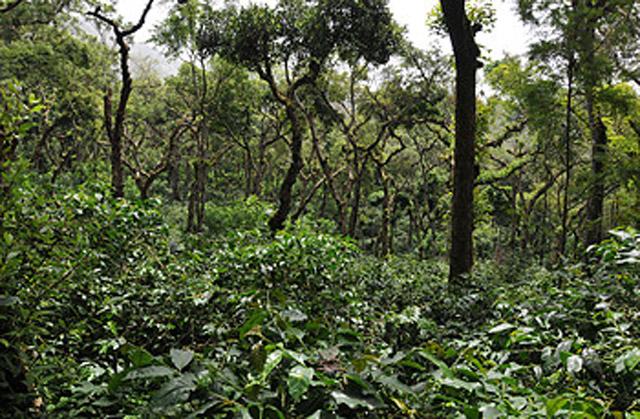 Thippanahalli Homestay photo 11