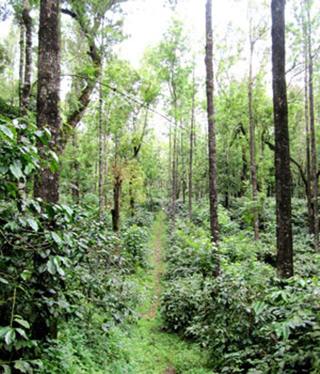 Thotadahalli Homestay photo 6
