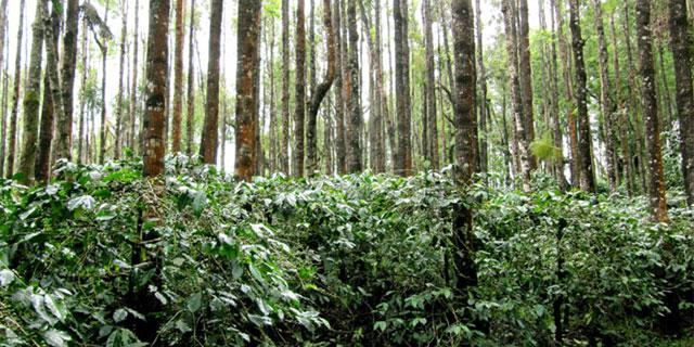 Thotadahalli Homestay photo 10